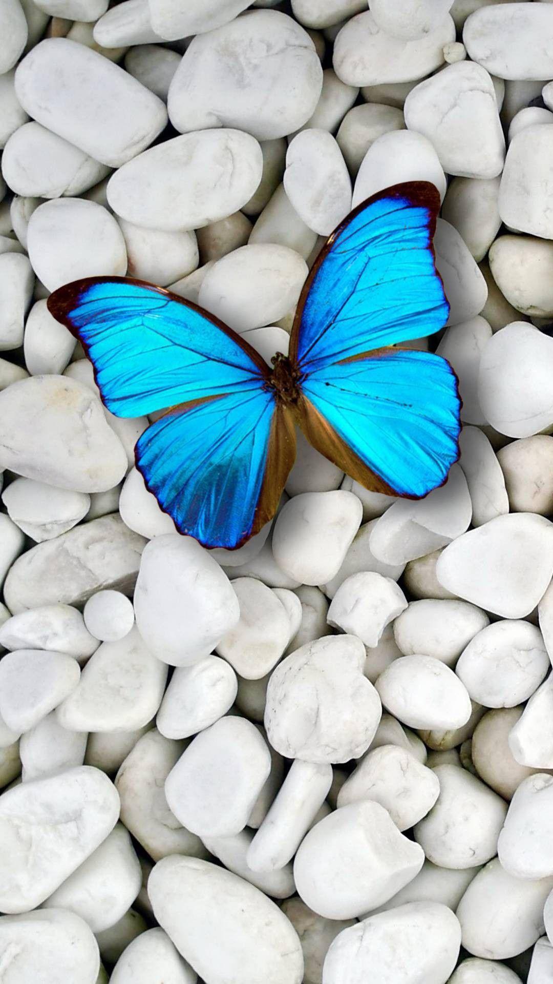 Blue Butterfly HD Wallpapers Top Free Blue Butterfly HD Backgrounds
