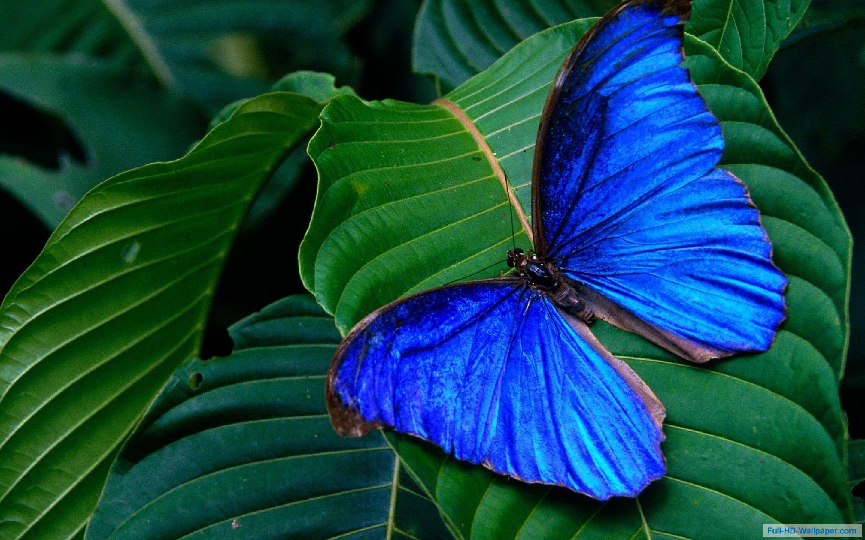 Blue Butterfly HD Wallpapers Top Free Blue Butterfly HD Backgrounds