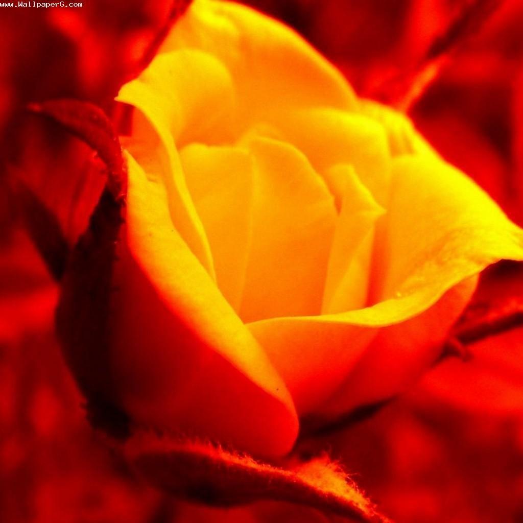 Yellow Rose HD Wallpapers Top Free Yellow Rose HD Backgrounds