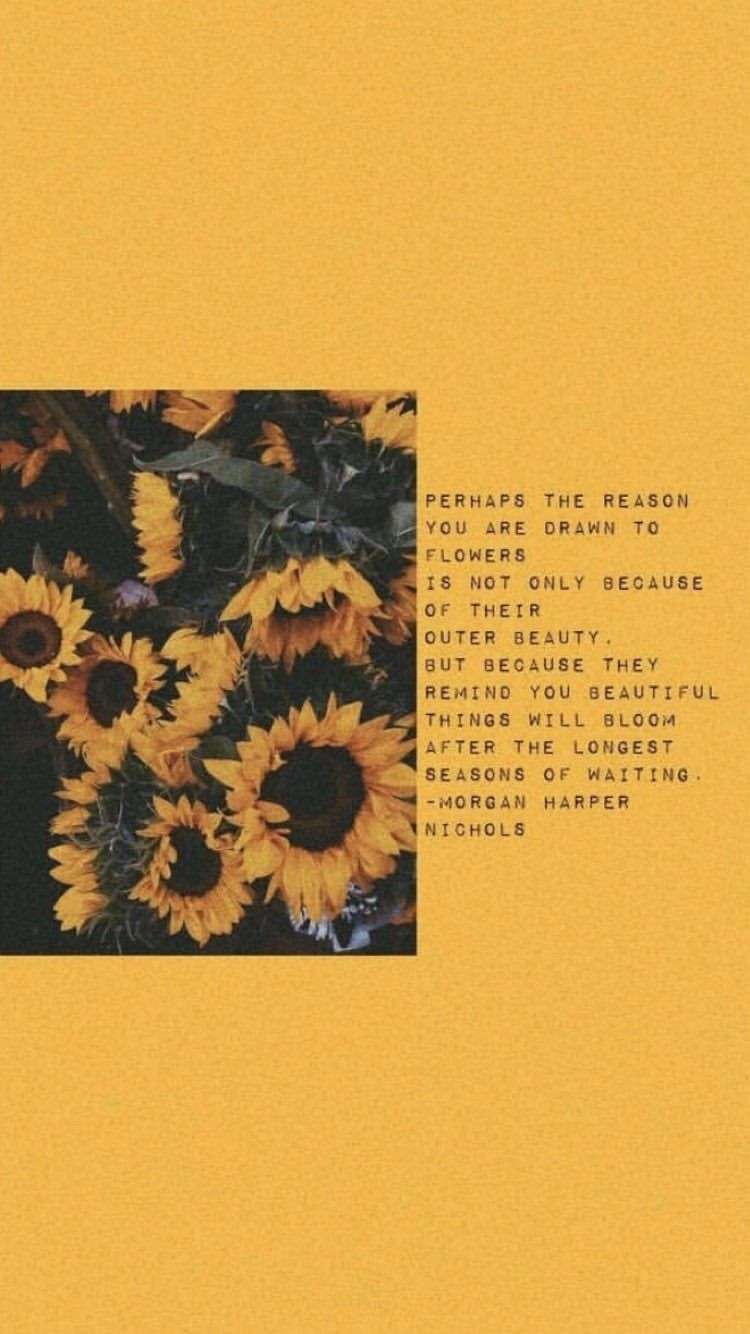 Cute Yellow Sunflower Wallpapers Top Free Cute Yellow Sunflower