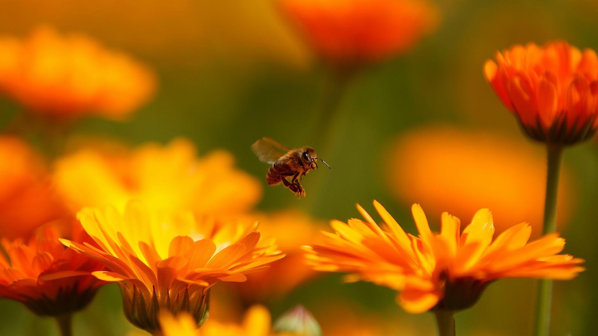 Bees and Flowers Wallpapers Top Free Bees and Flowers Backgrounds