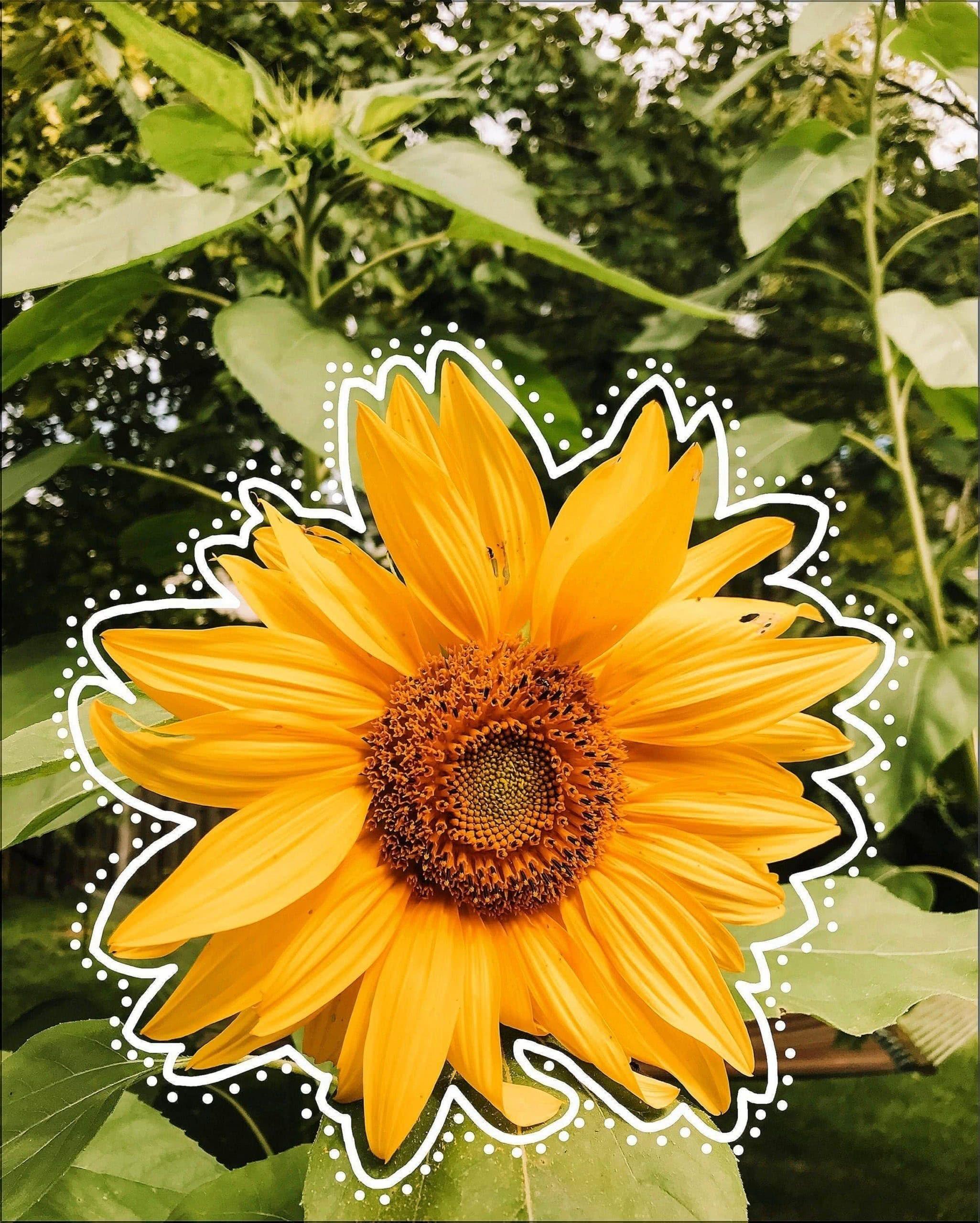 Cute Yellow Sunflower Wallpapers Top Free Cute Yellow Sunflower