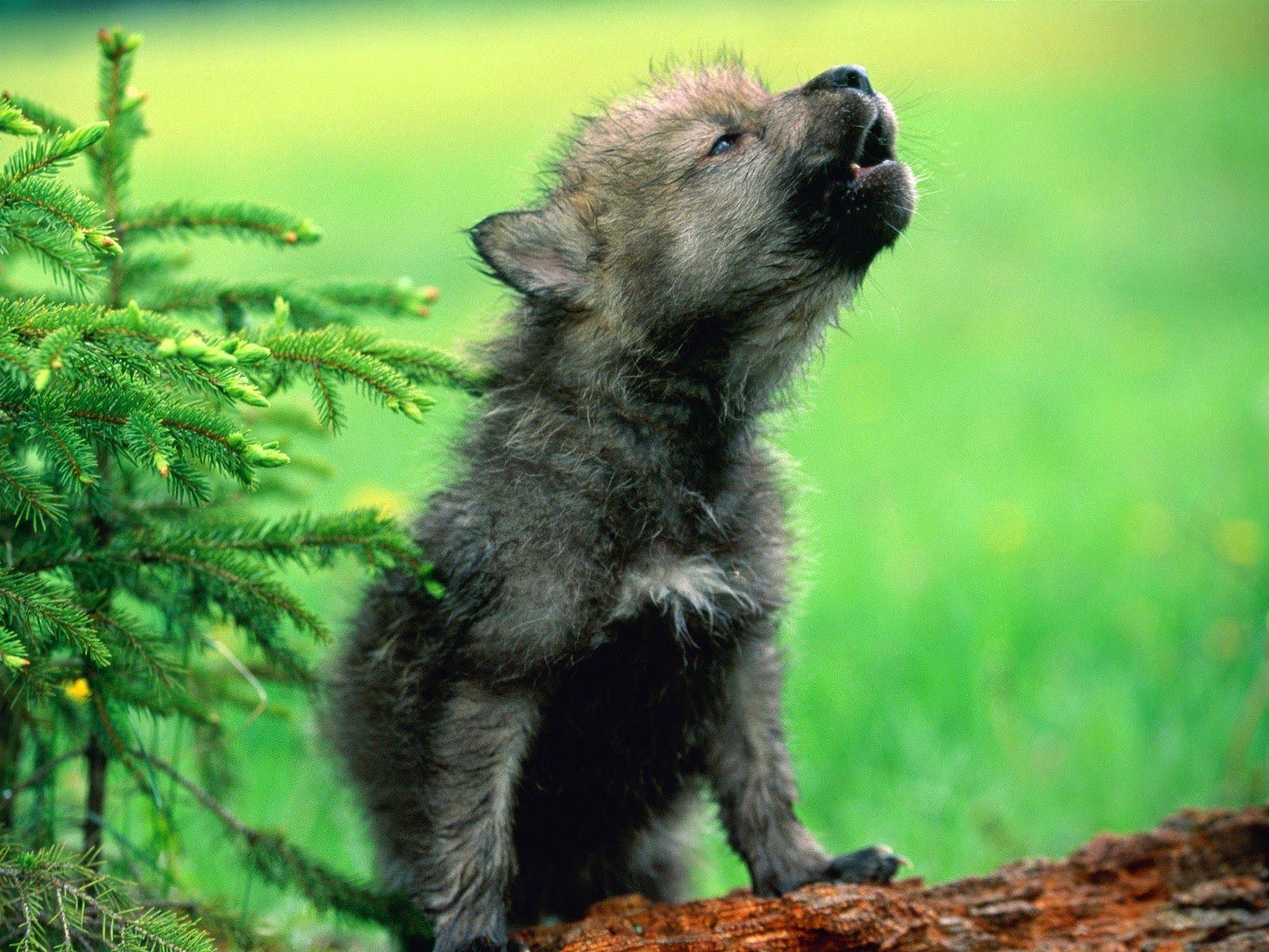 Cute Wolf Puppy Wallpapers Top Free Cute Wolf Puppy Backgrounds
