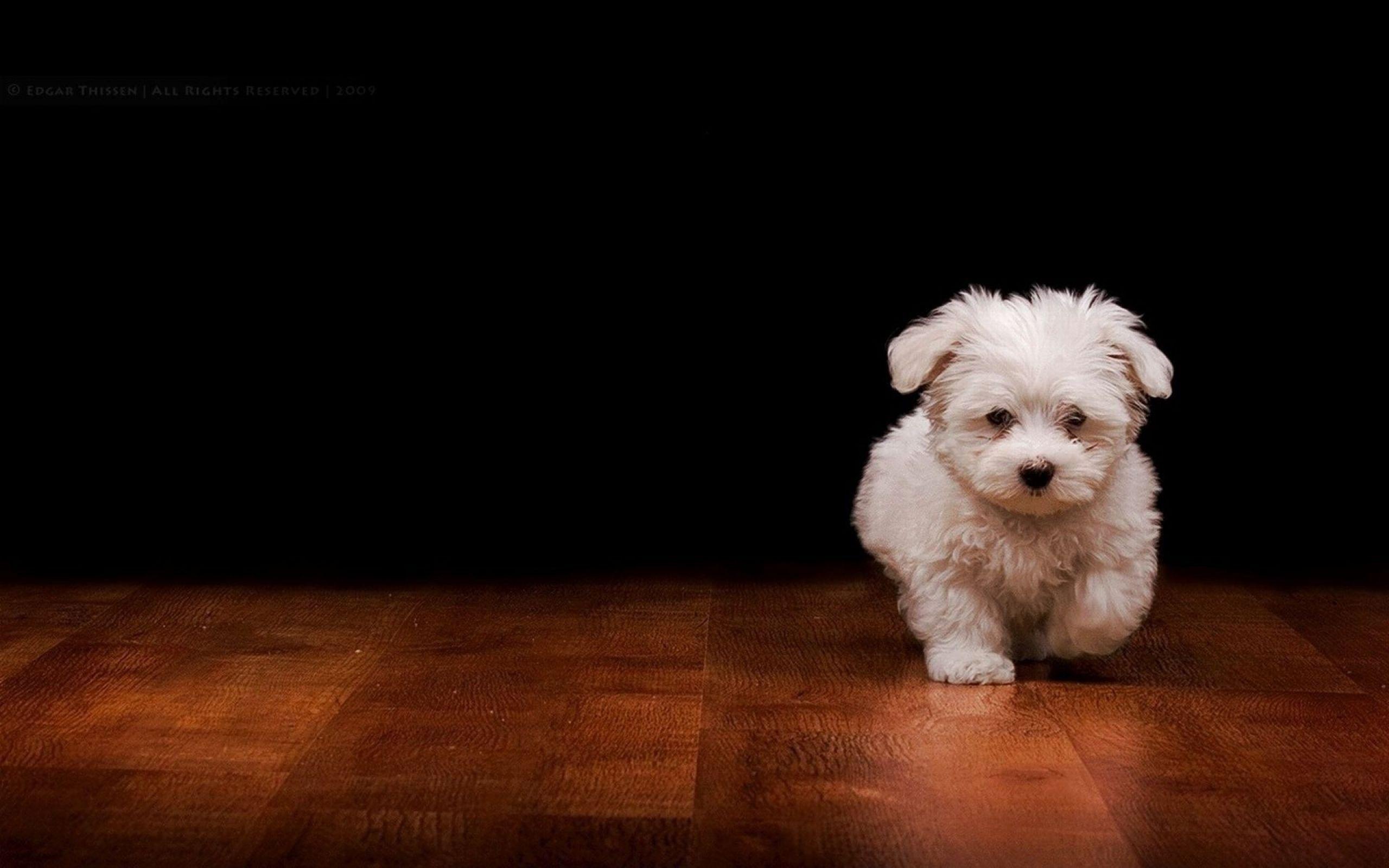 Cute Dog Art Wallpapers Top Free Cute Dog Art Backgrounds