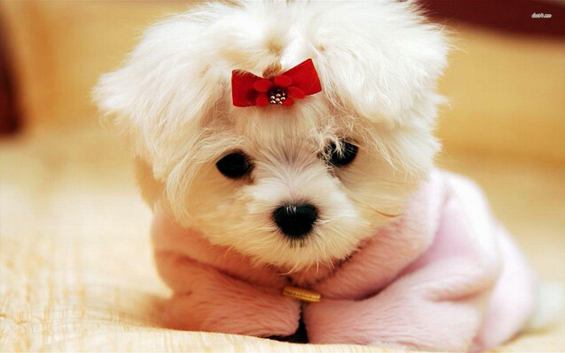 Cute Baby Puppy Wallpapers Top Free Cute Baby Puppy Backgrounds