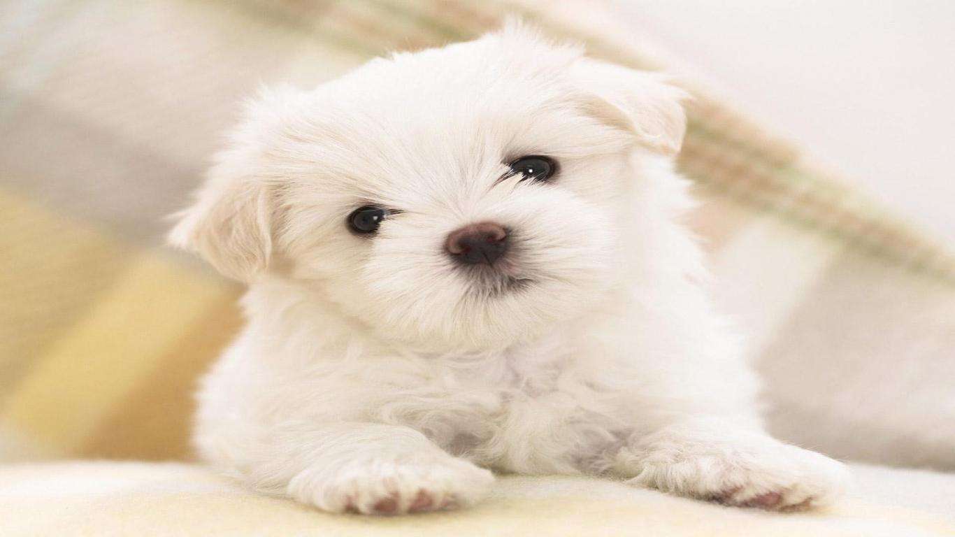 Cute Dog Art Wallpapers Top Free Cute Dog Art Backgrounds