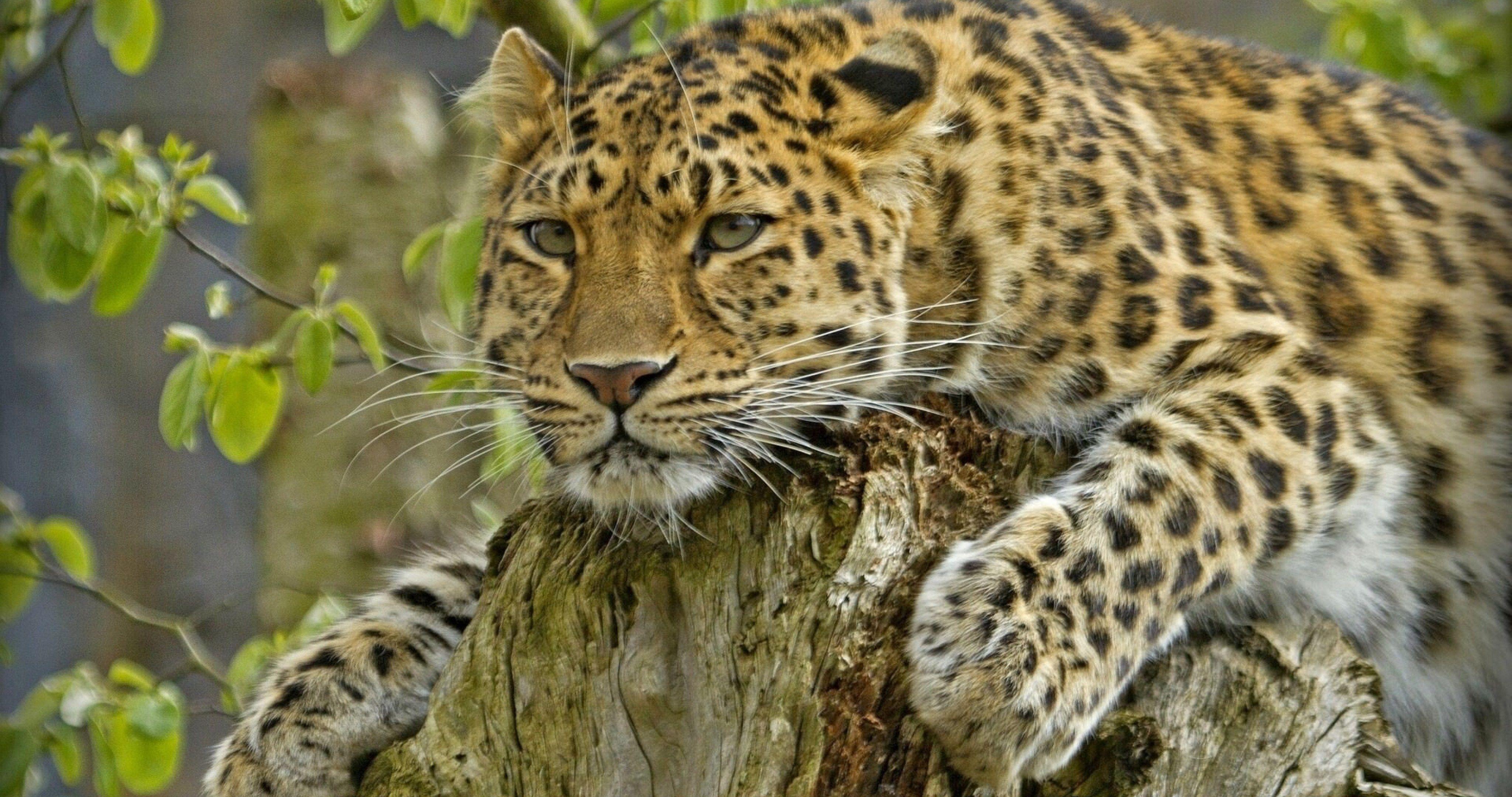 Amur Leopard Wallpapers Top Free Amur Leopard Backgrounds
