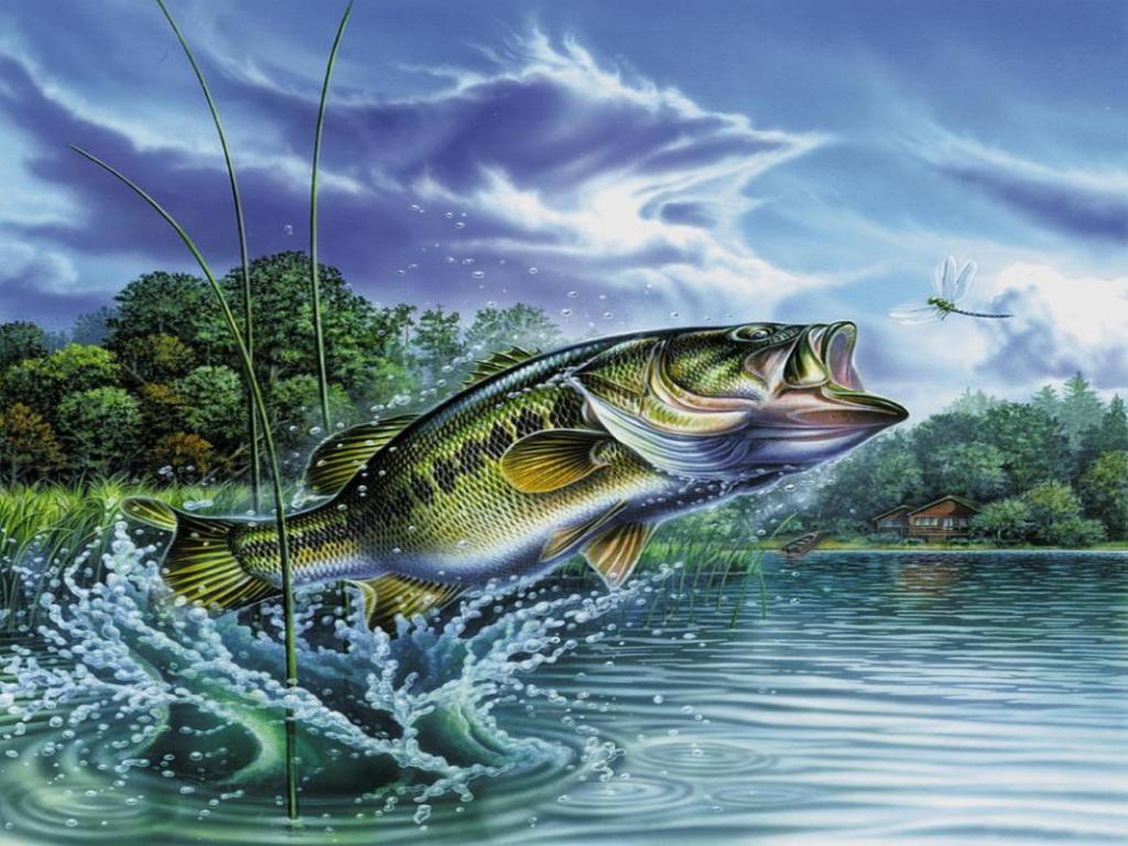 Largemouth Bass Wallpapers Top Free Largemouth Bass Backgrounds WallpaperAccess