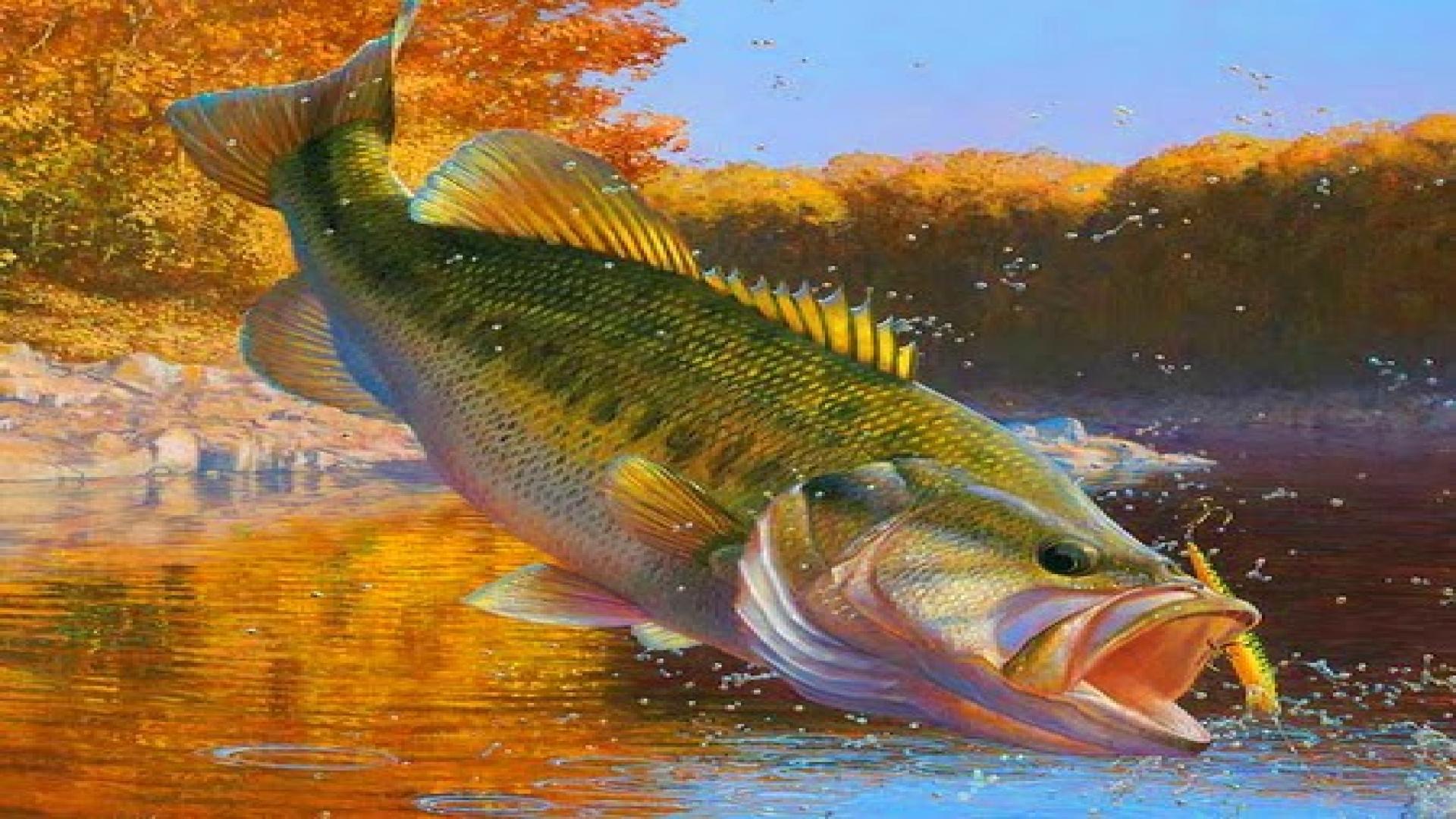 Largemouth Bass Wallpapers Top Free Largemouth Bass Backgrounds WallpaperAccess