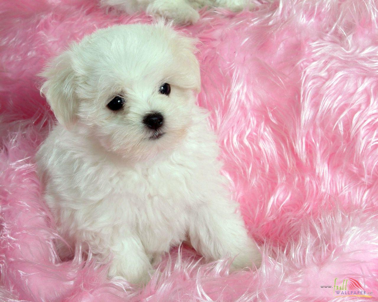 Baby Dog Wallpapers Top Free Baby Dog Backgrounds WallpaperAccess