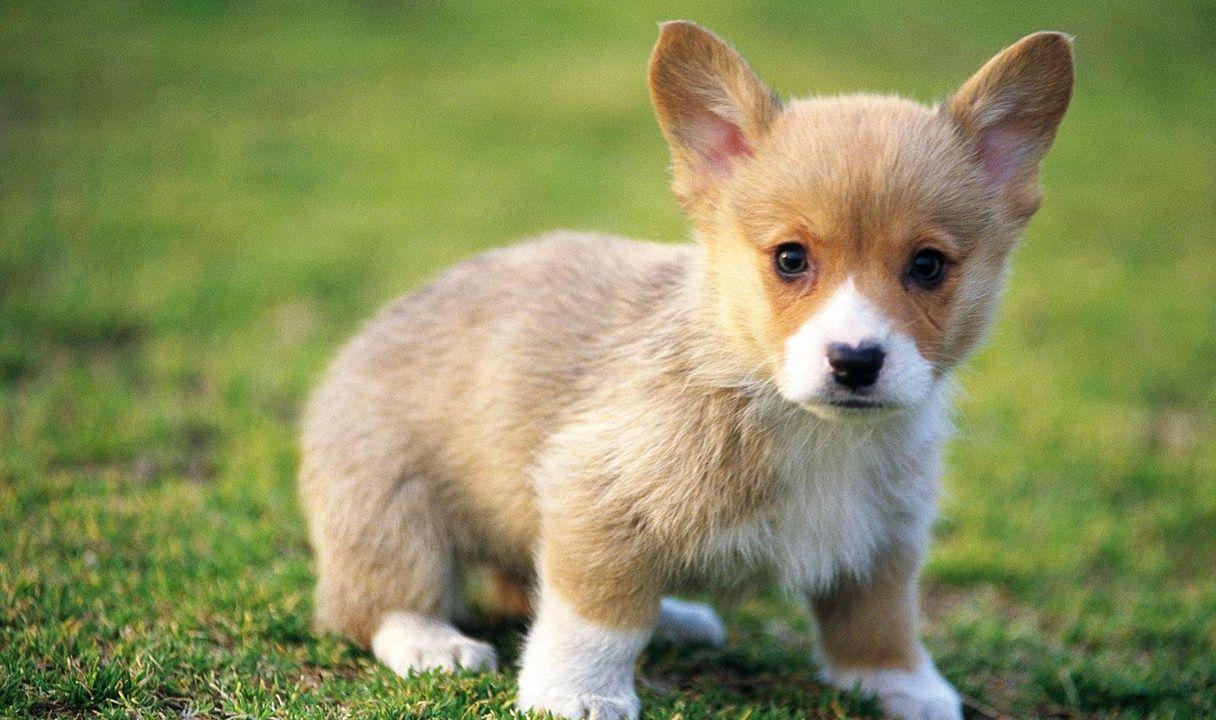 Baby Dog Wallpapers Top Free Baby Dog Backgrounds WallpaperAccess