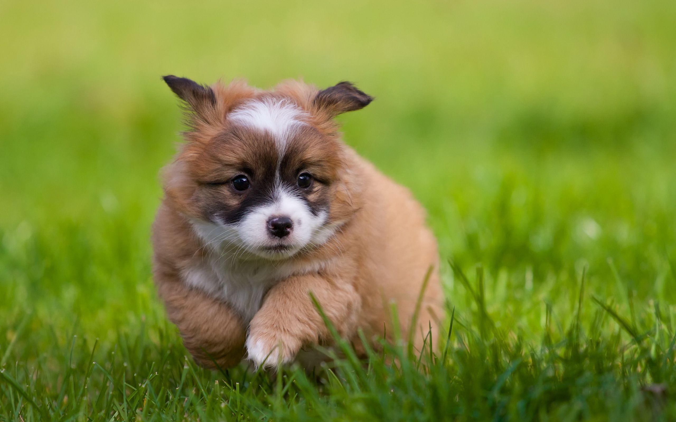 Baby Dog Wallpapers Top Free Baby Dog Backgrounds WallpaperAccess