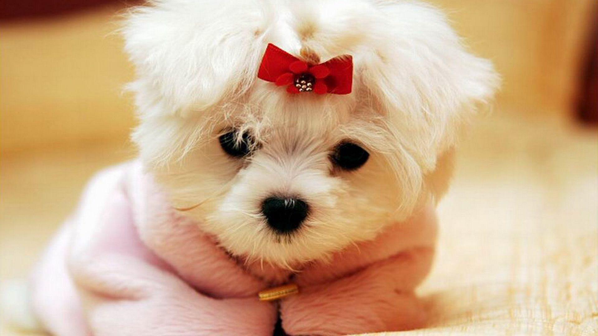 Baby Dog Wallpapers Top Free Baby Dog Backgrounds WallpaperAccess