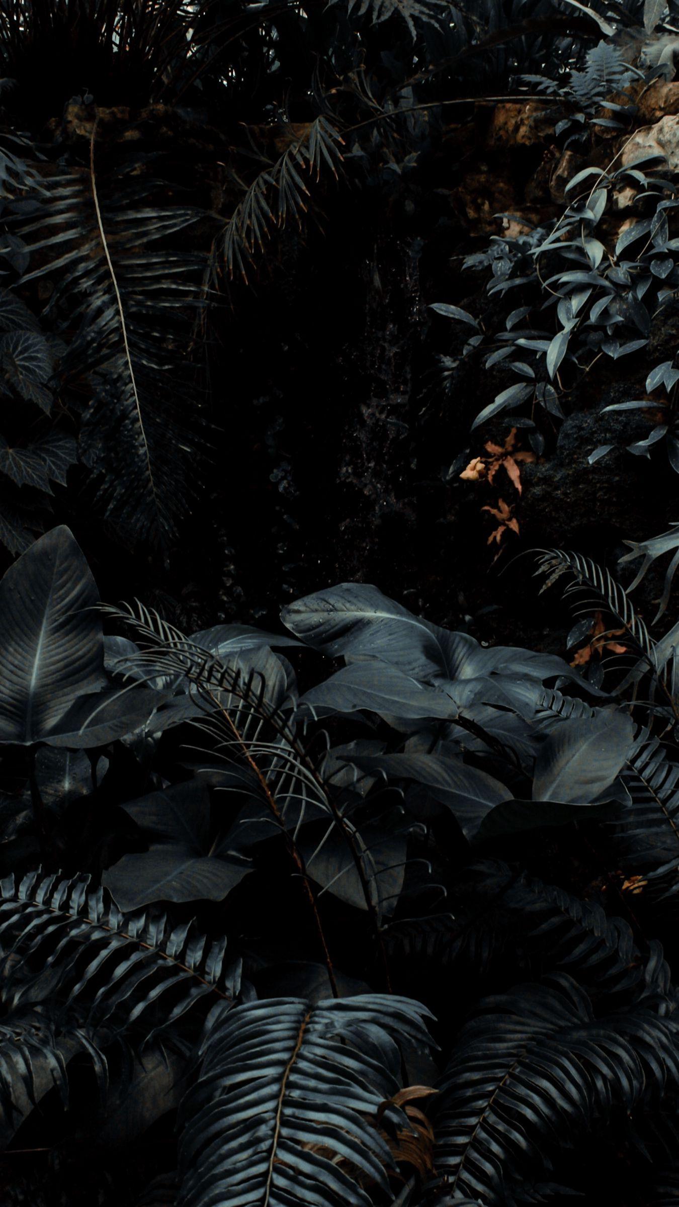 Dark Tropical Wallpapers Top Free Dark Tropical Backgrounds WallpaperAccess