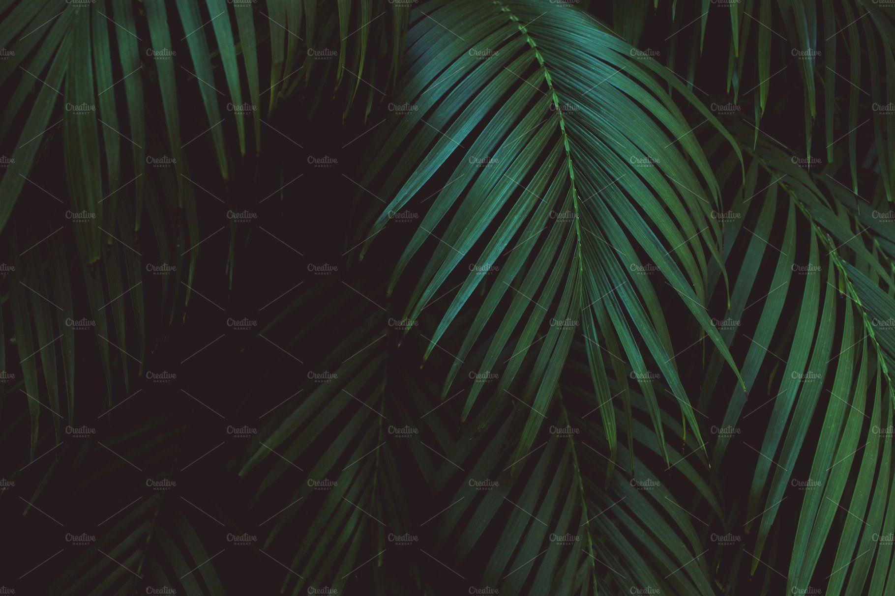 Dark Tropical Wallpapers Top Free Dark Tropical Backgrounds WallpaperAccess