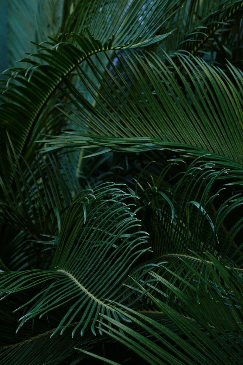 Dark Tropical Wallpapers Top Free Dark Tropical Backgrounds WallpaperAccess
