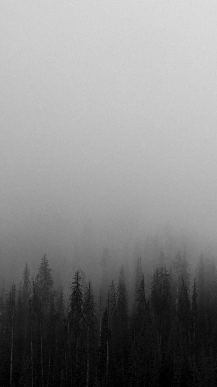 Grey Forest Wallpapers Top Free Grey Forest Backgrounds WallpaperAccess