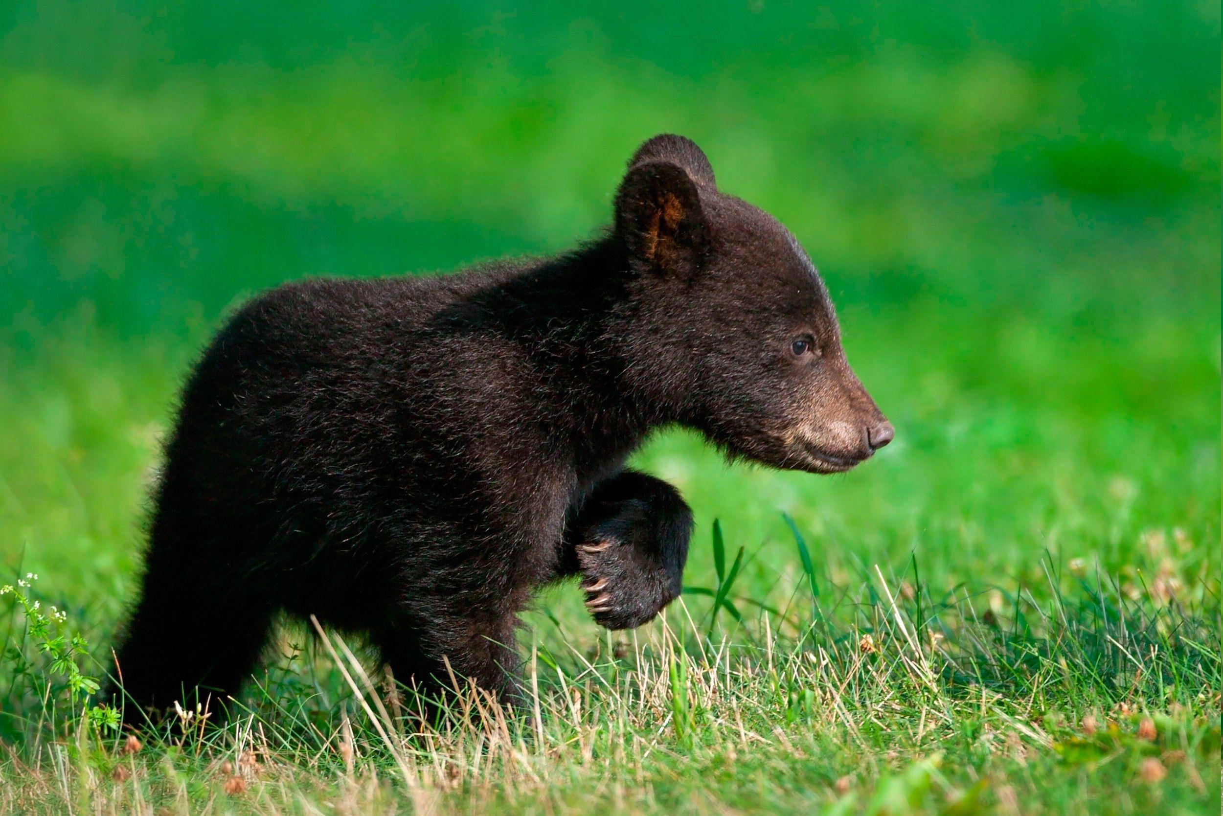 Cute Black Bear HD Wallpapers Top Free Cute Black Bear HD Backgrounds