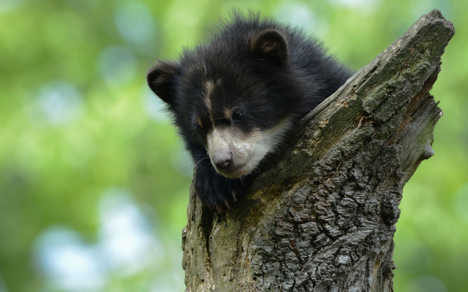 Cute Black Bear HD Wallpapers Top Free Cute Black Bear HD Backgrounds