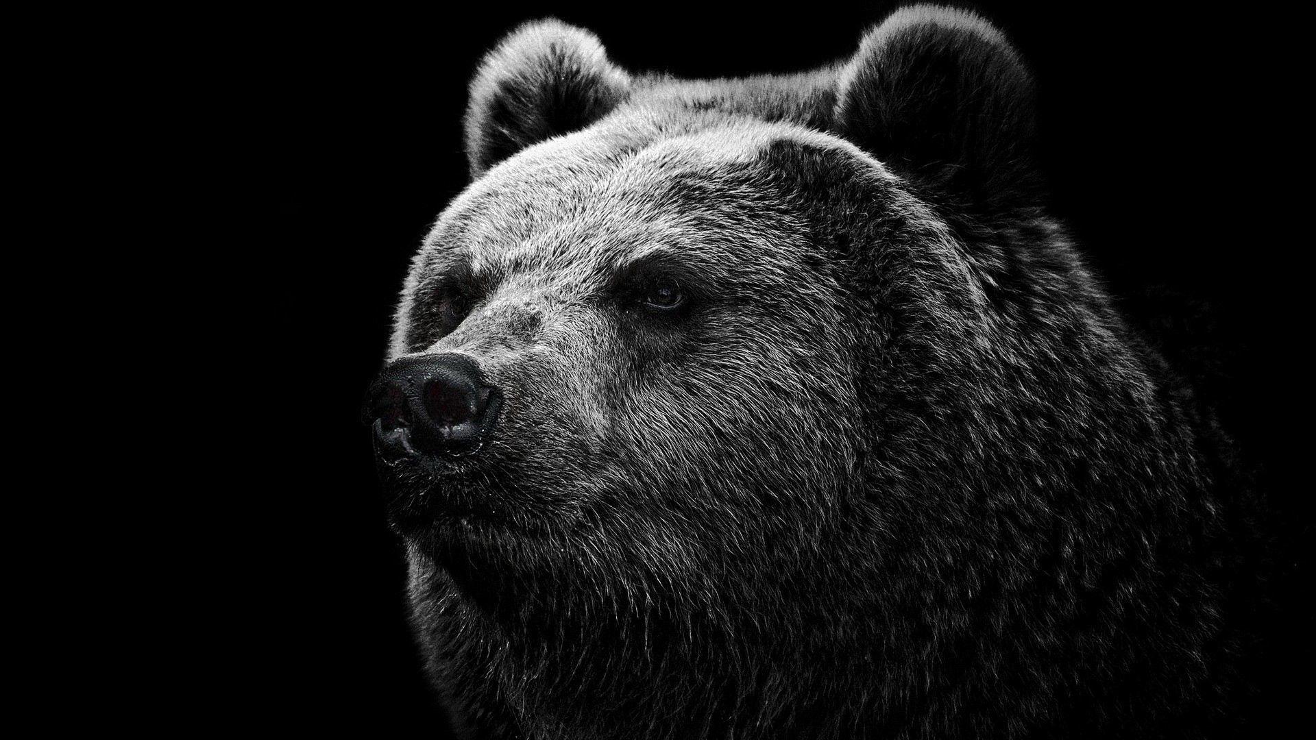 Cute Black Bear HD Wallpapers Top Free Cute Black Bear HD Backgrounds