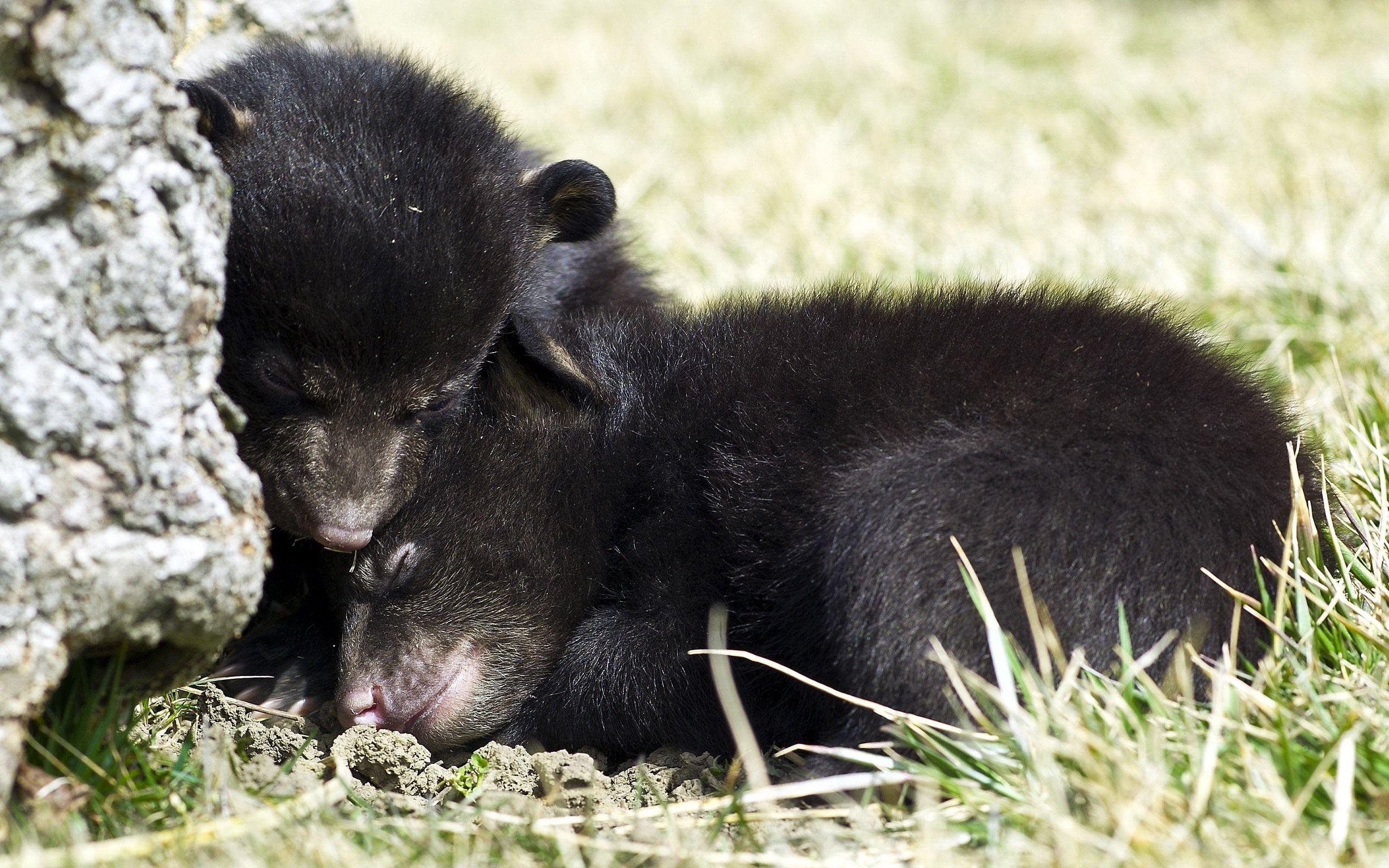 Cute Black Bear HD Wallpapers Top Free Cute Black Bear HD Backgrounds
