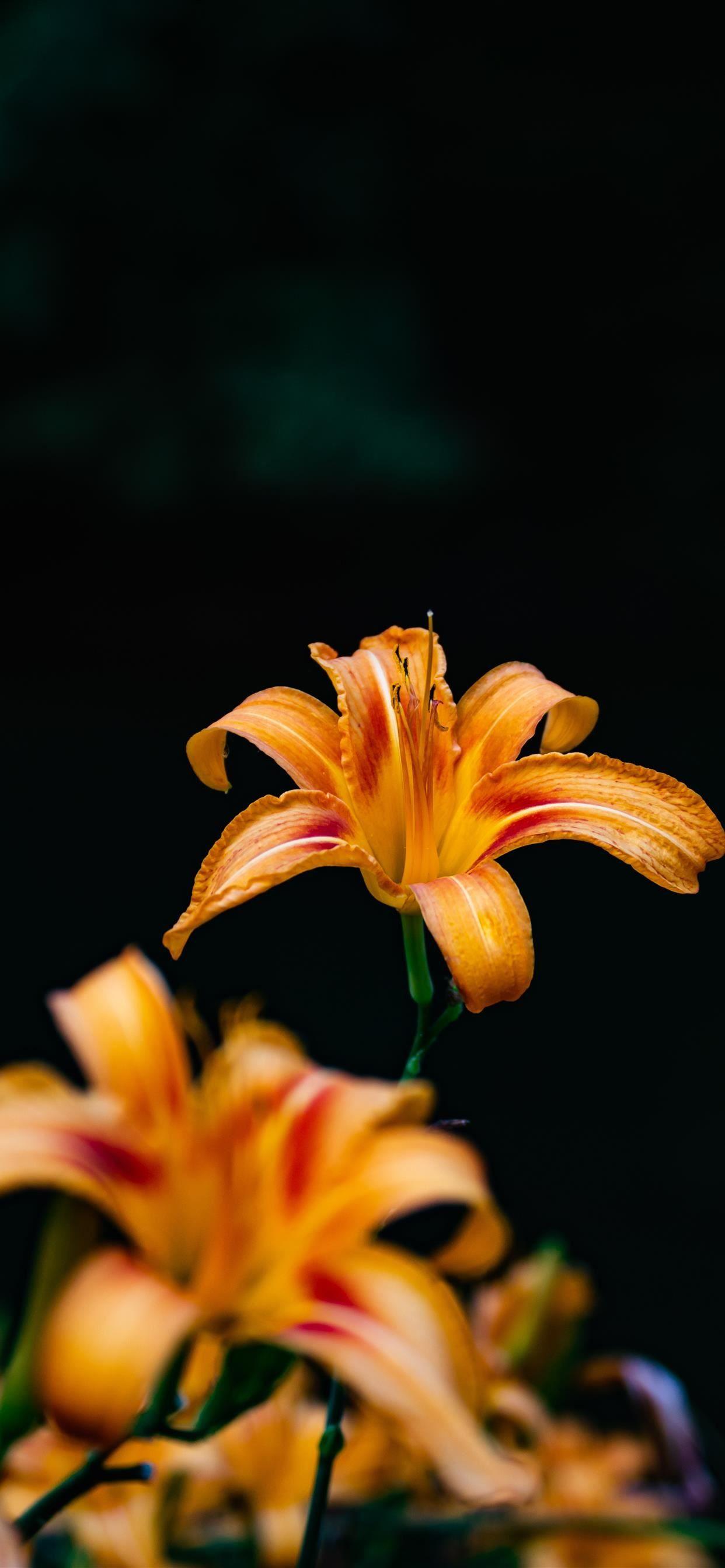 Orange iPhone X Wallpapers Top Free Orange iPhone X Backgrounds