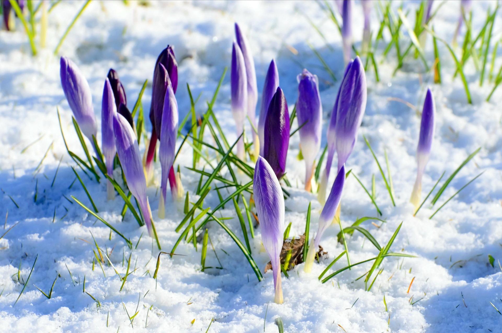 Flowers in Snow Wallpapers Top Free Flowers in Snow Backgrounds
