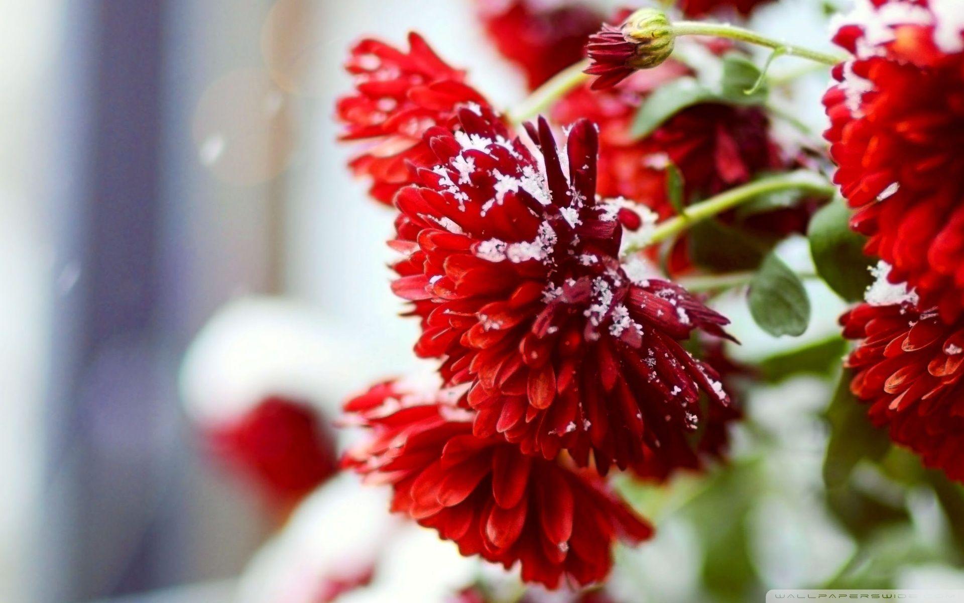 Flowers in Snow Wallpapers Top Free Flowers in Snow Backgrounds