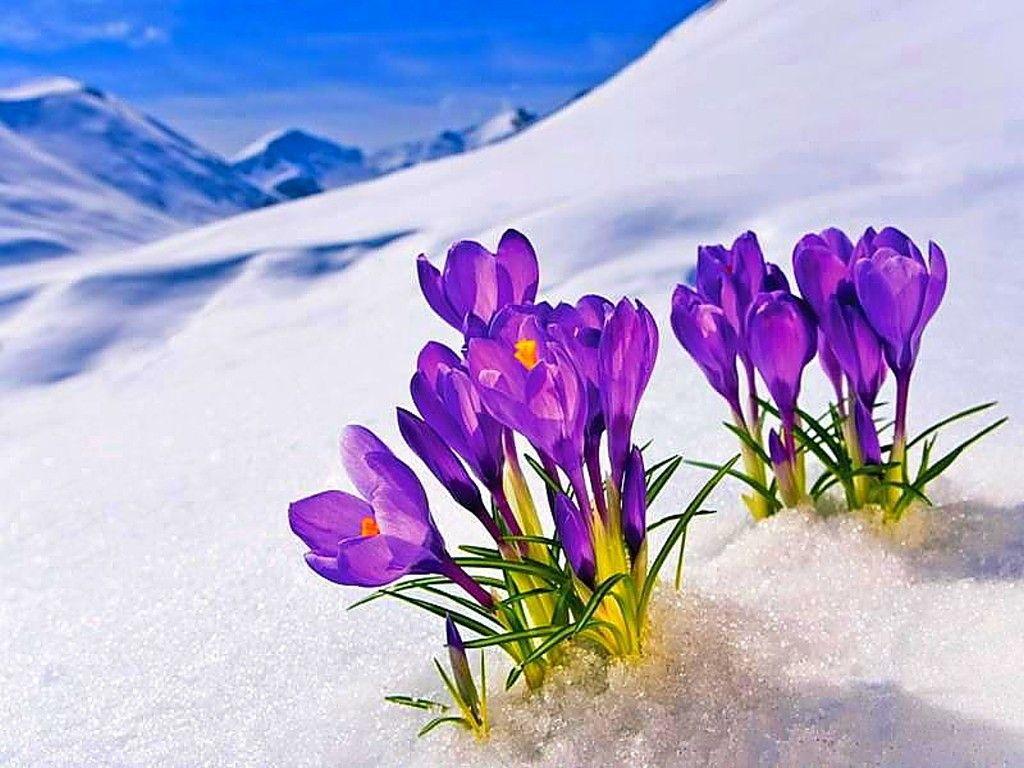Flowers in Snow Wallpapers Top Free Flowers in Snow Backgrounds