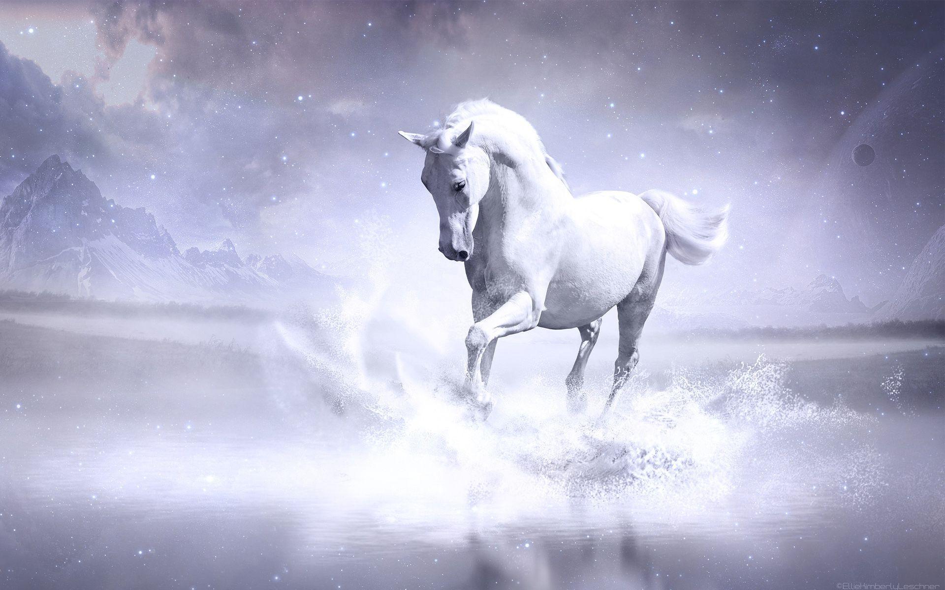 Beautiful White Horse Wallpapers Top Free Beautiful White Horse