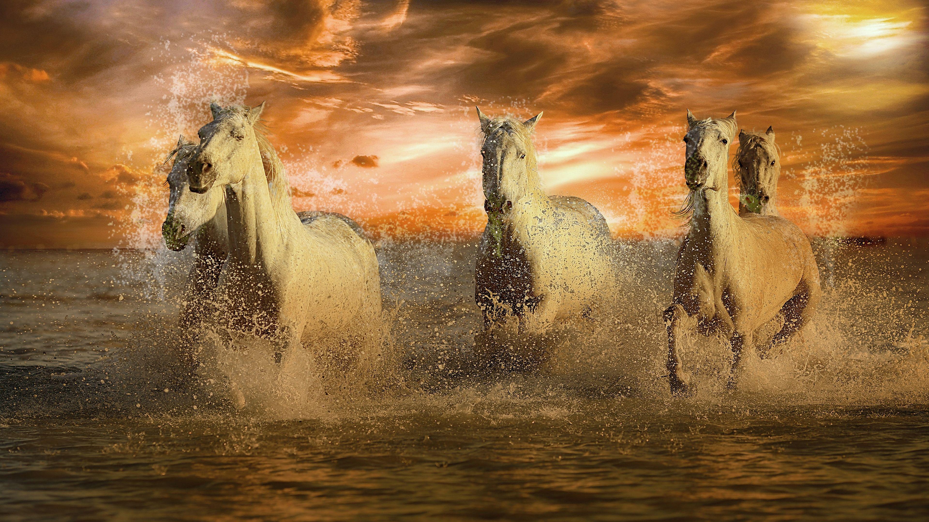 Horses 4k Wallpapers Top Free Horses 4k Backgrounds WallpaperAccess