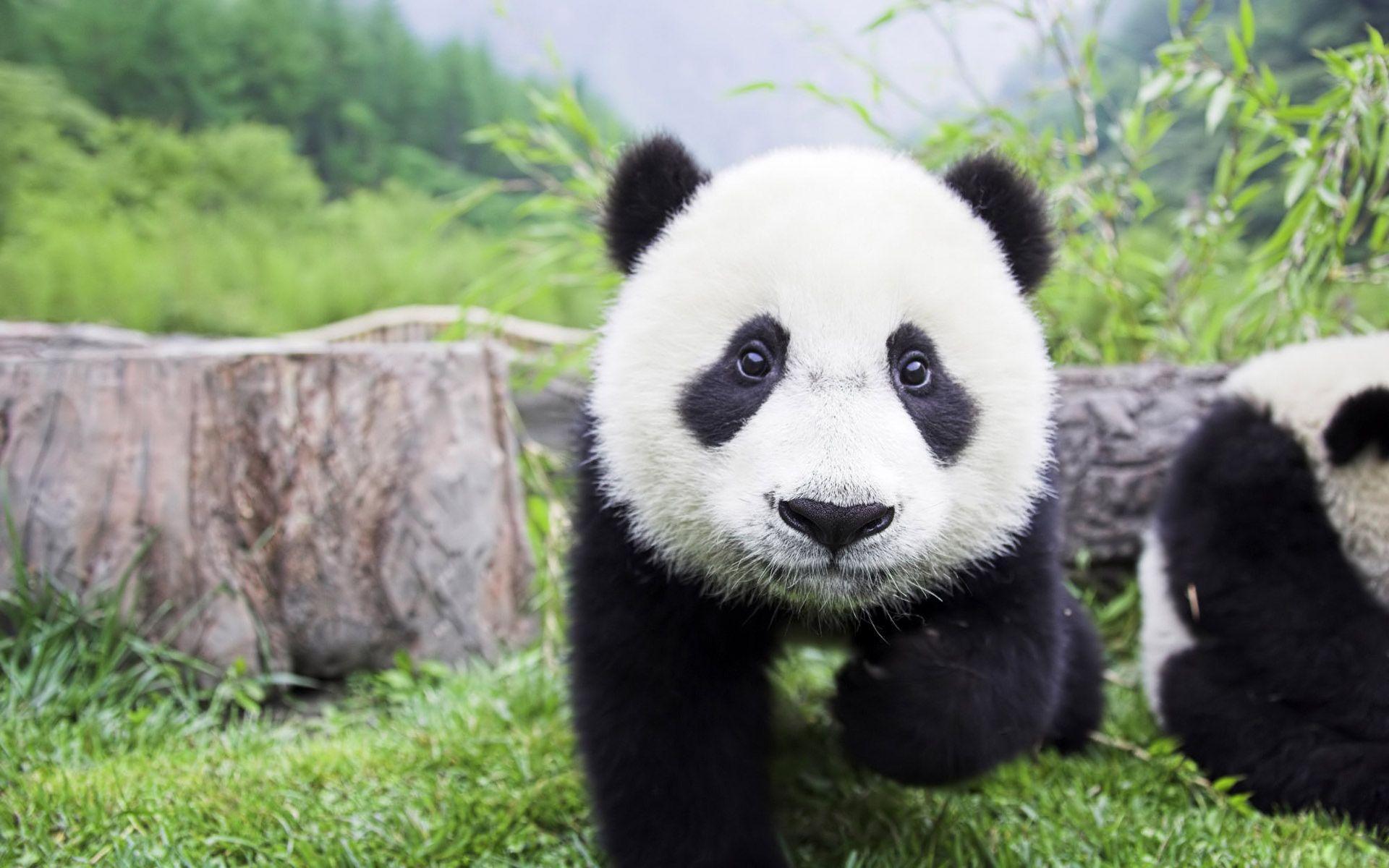 Baby Panda Wallpapers Top Free Baby Panda Backgrounds WallpaperAccess