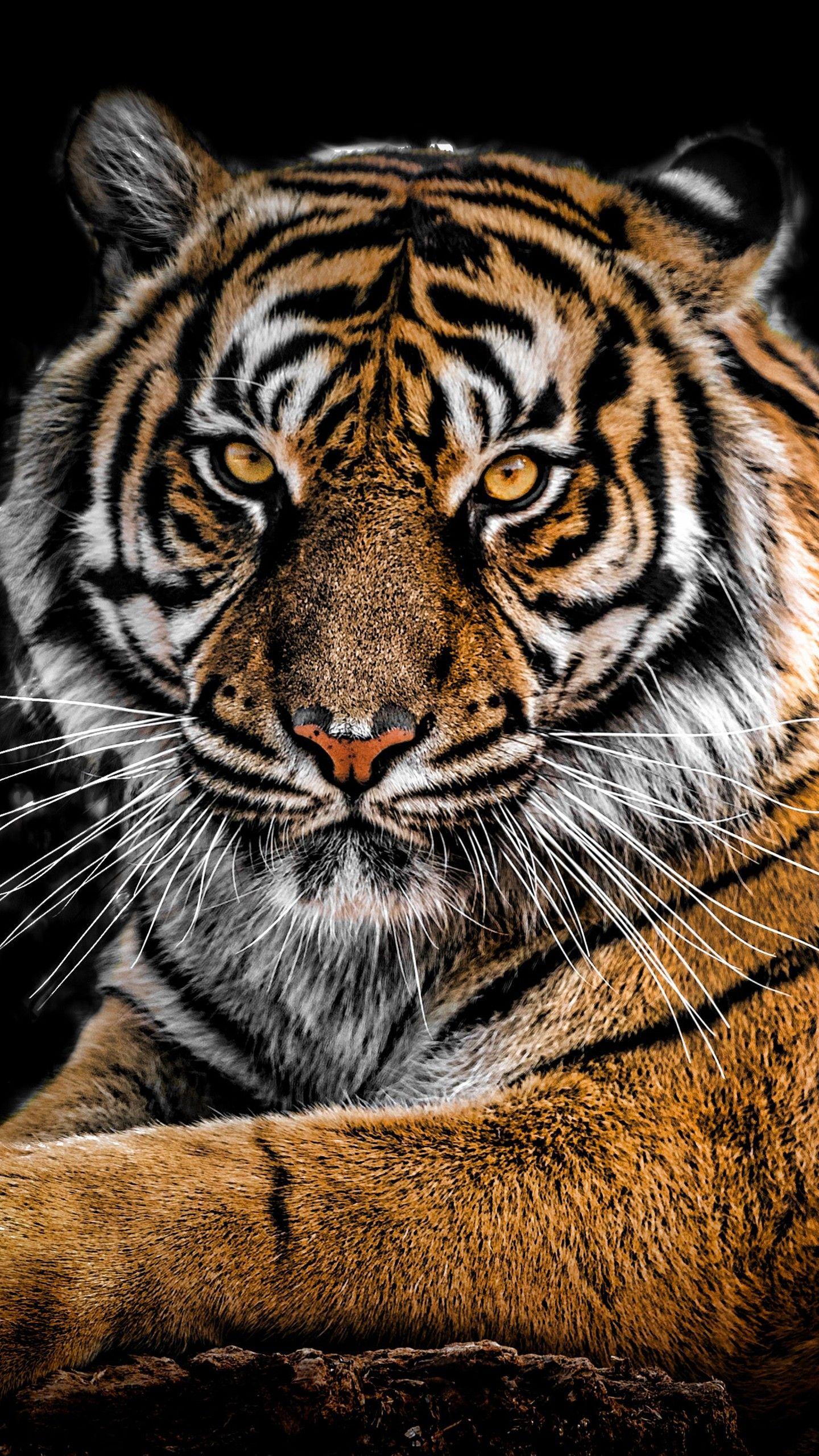 Cool Tiger iPhone Wallpapers Top Free Cool Tiger iPhone Backgrounds