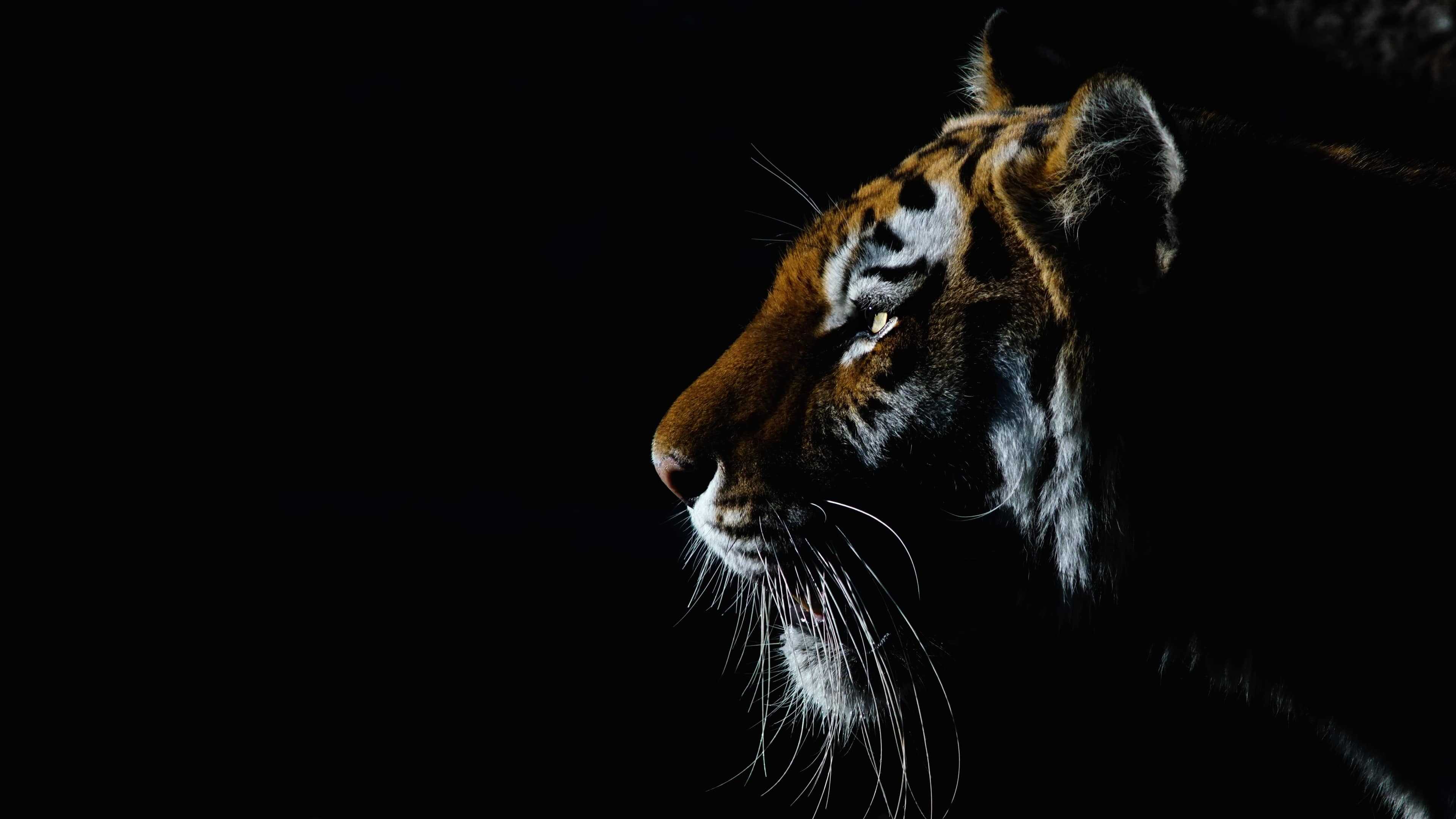 4K Tiger Wallpapers Top Free 4K Tiger Backgrounds WallpaperAccess