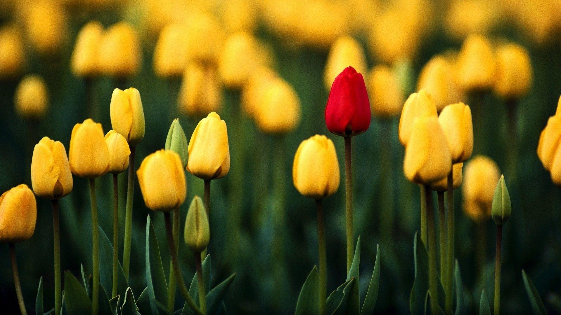 Tulips Laptop Wallpapers Top Free Tulips Laptop Backgrounds