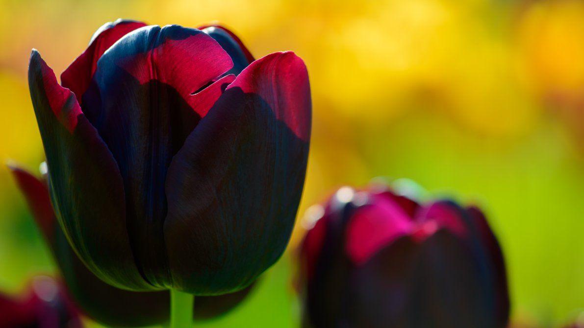 Tulip Wallpapers Top Free Tulip Backgrounds WallpaperAccess