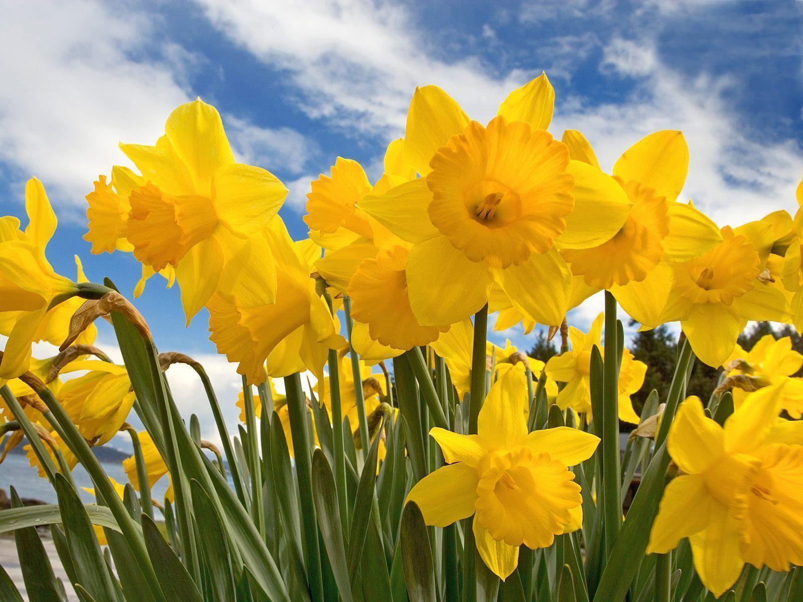 Daffodils Wallpapers Top Free Daffodils Backgrounds WallpaperAccess