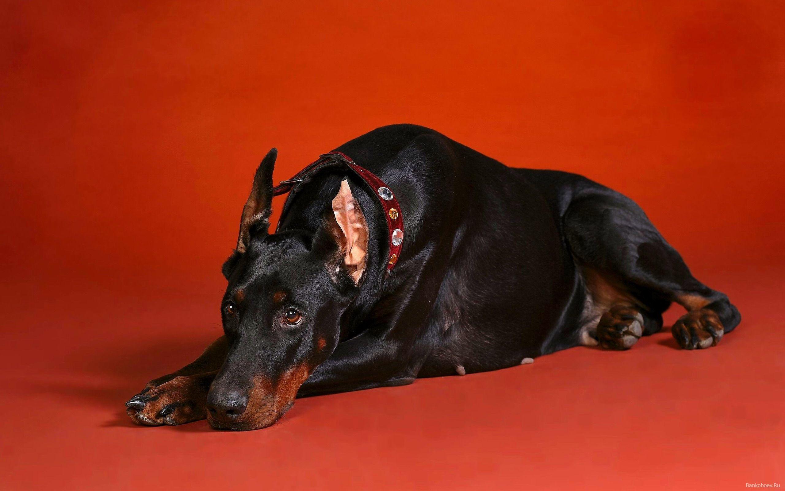 Angry Doberman Wallpapers Top Free Angry Doberman Backgrounds