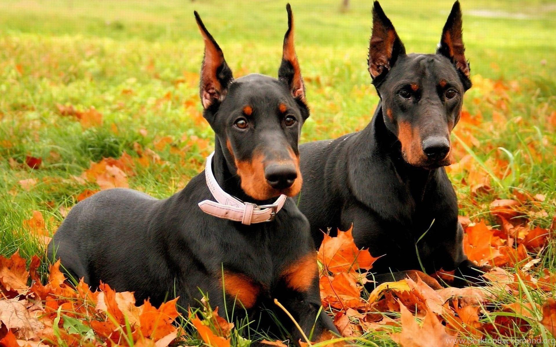 Angry Doberman Wallpapers Top Free Angry Doberman Backgrounds
