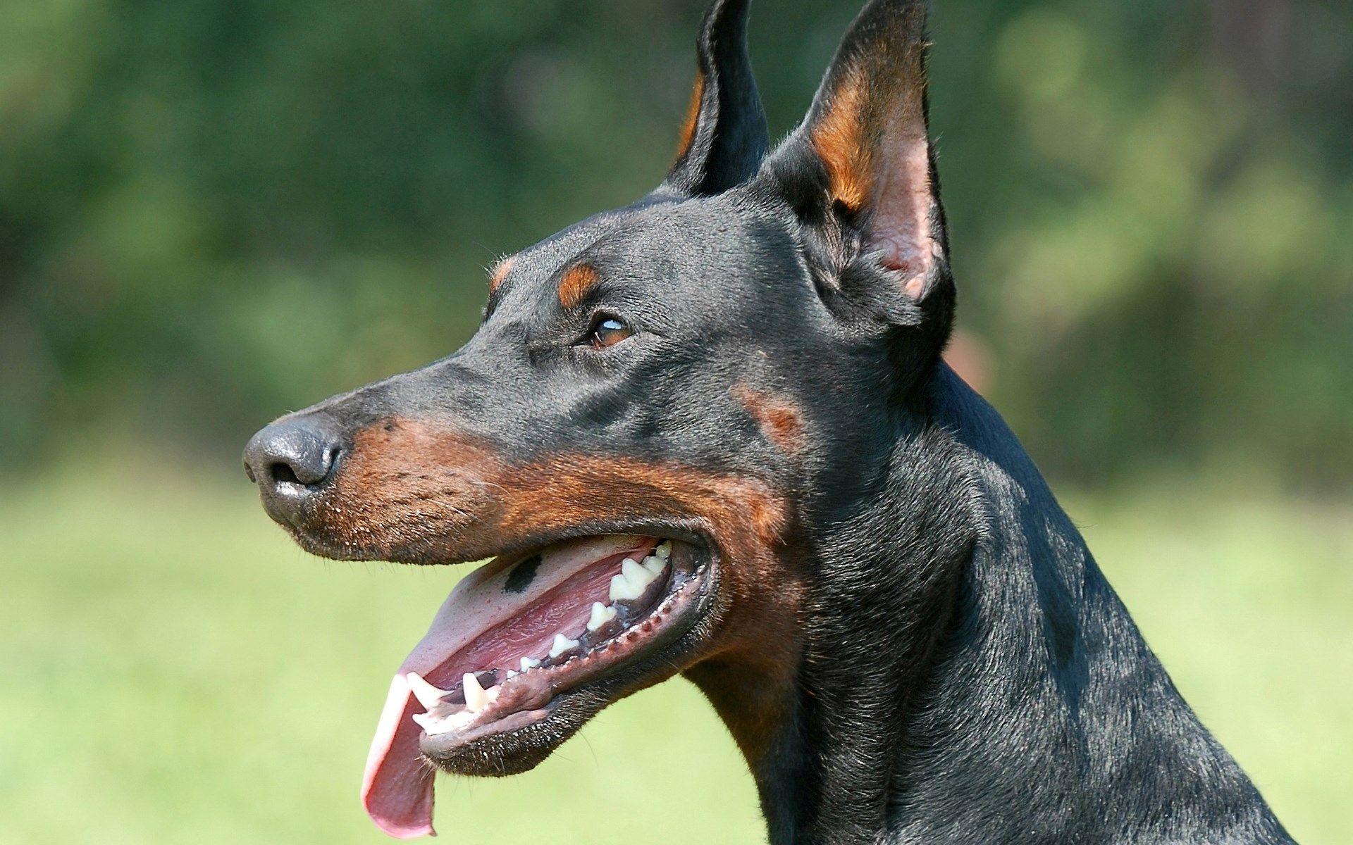 Angry Doberman Wallpapers Top Free Angry Doberman Backgrounds