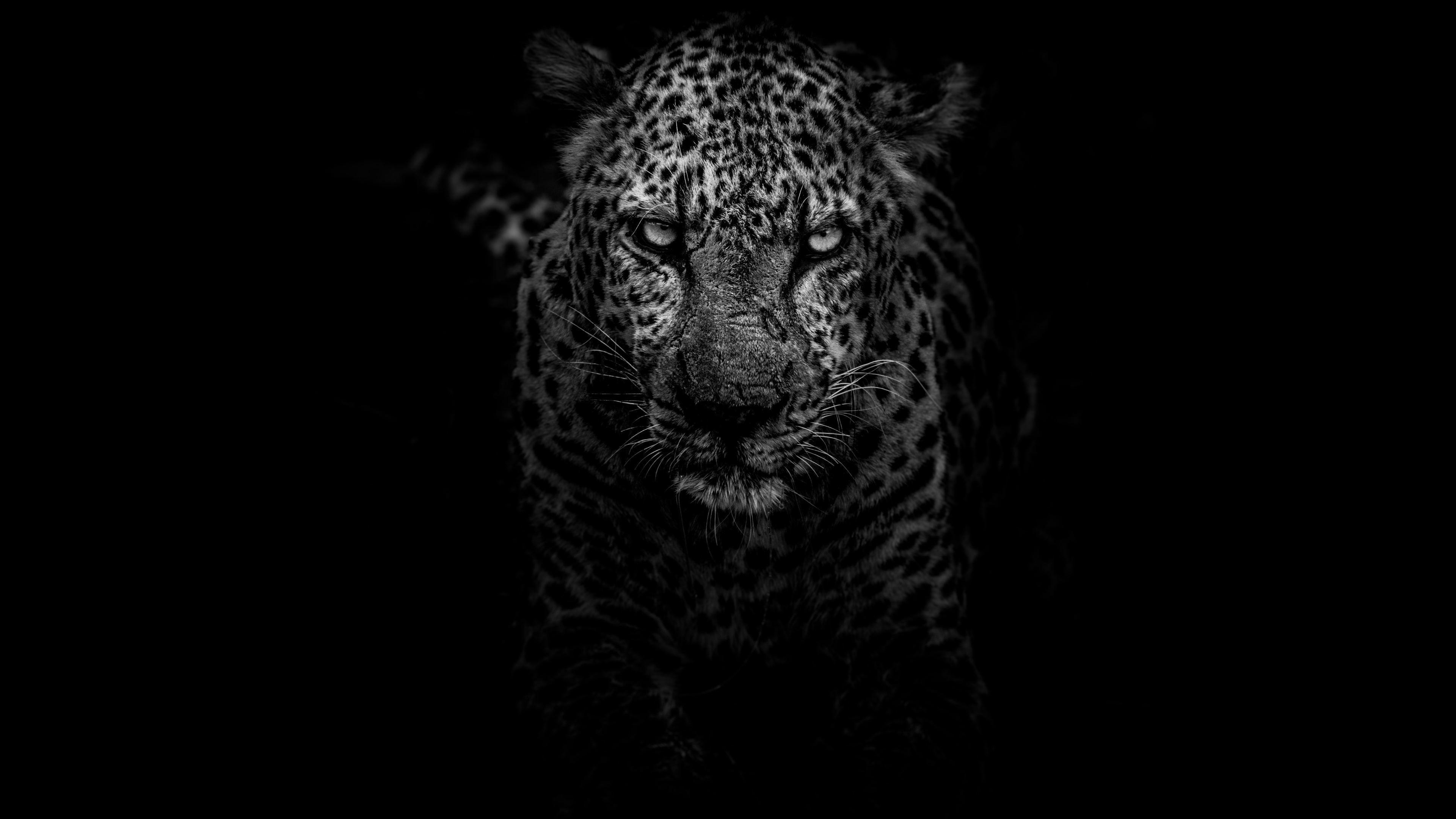 Leopard Black and White Wallpapers Top Free Leopard Black and White