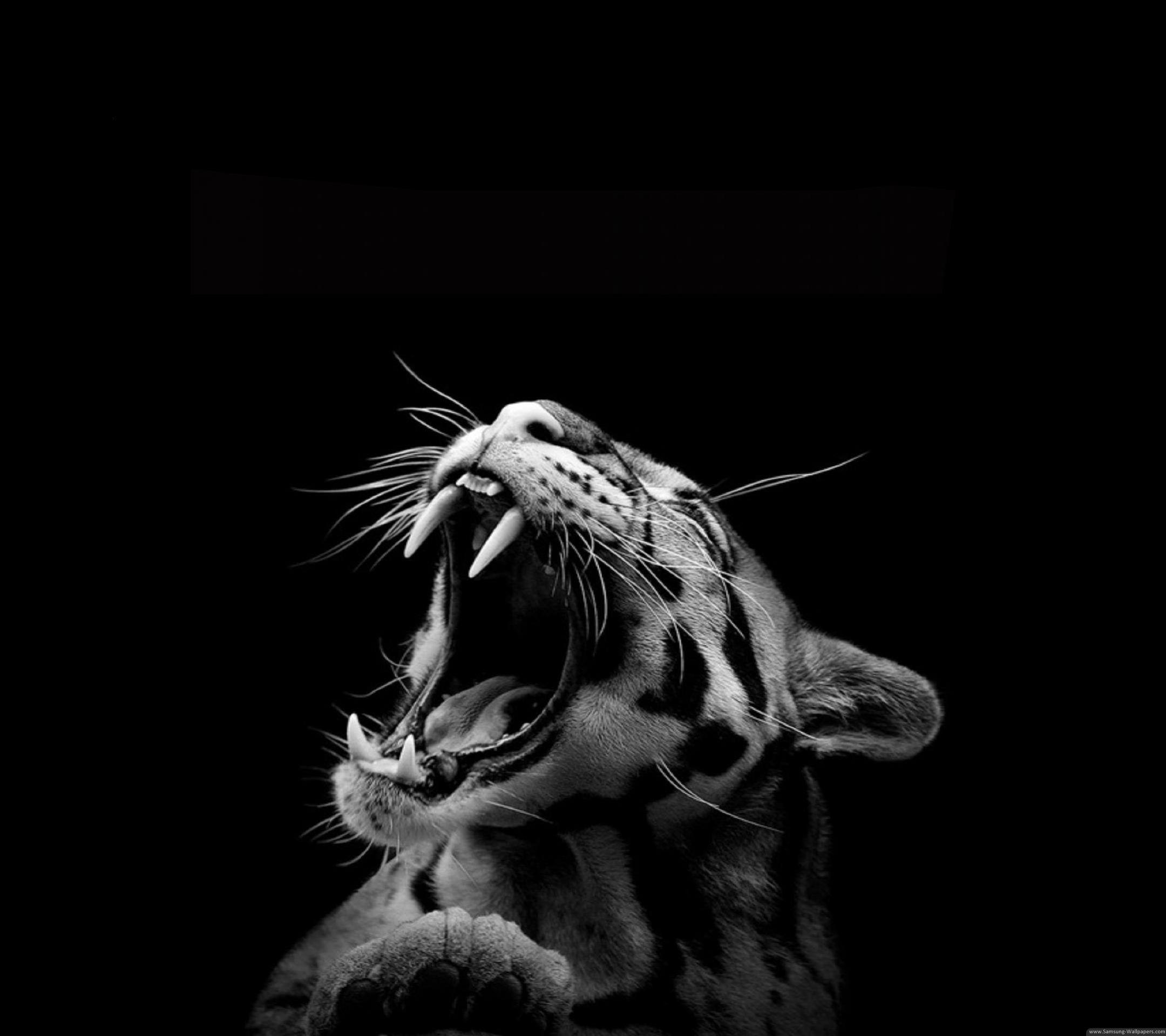 Leopard Black and White Wallpapers Top Free Leopard Black and White