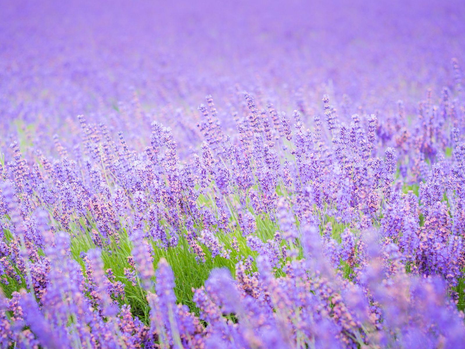 Lavender Purple Flower Desktop Wallpapers Top Free Lavender Purple