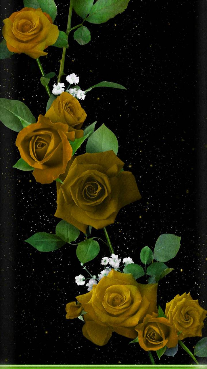 Black and Yellow Roses Wallpapers Top Free Black and Yellow Roses