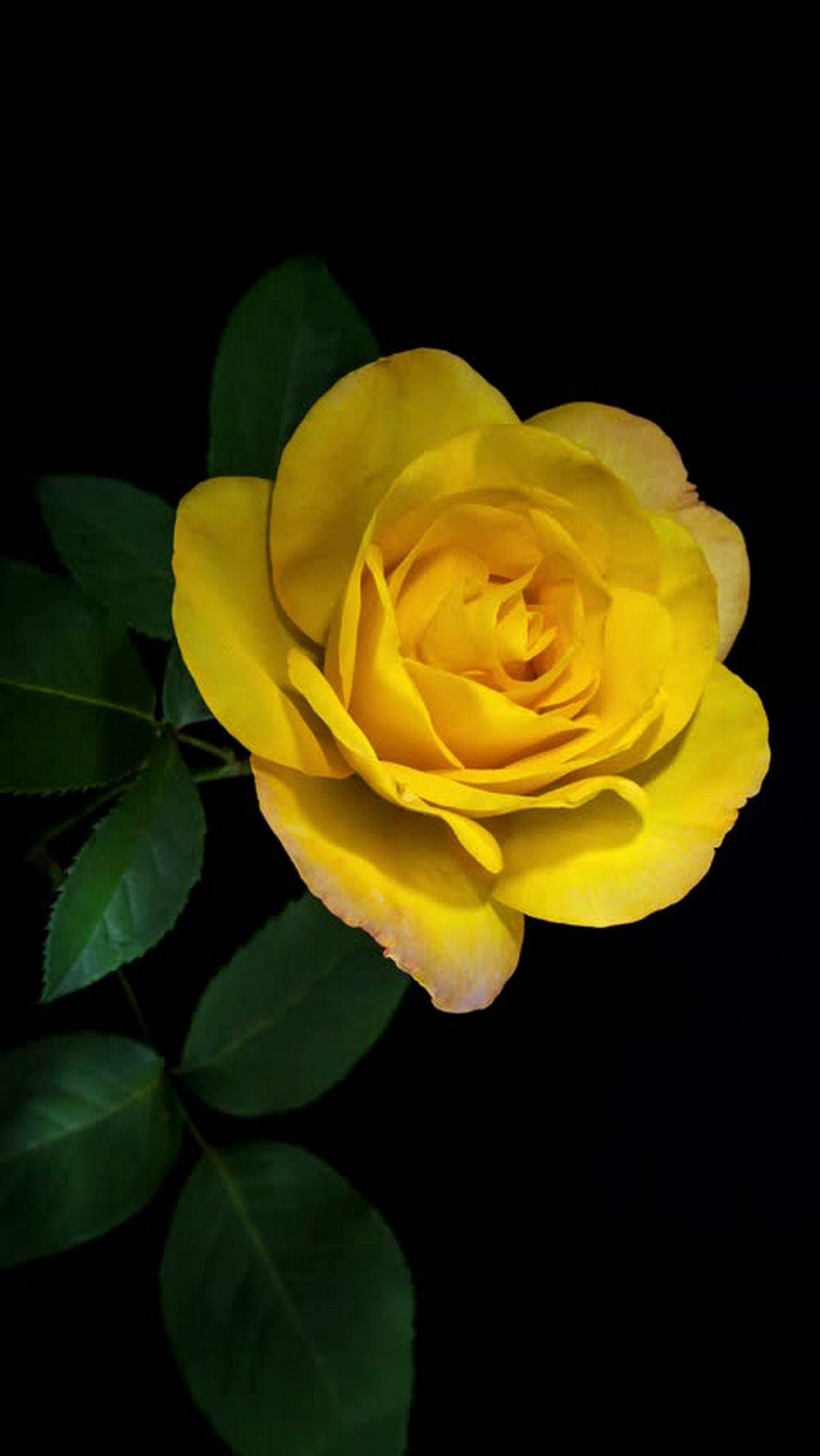 Black and Yellow Roses Wallpapers Top Free Black and Yellow Roses
