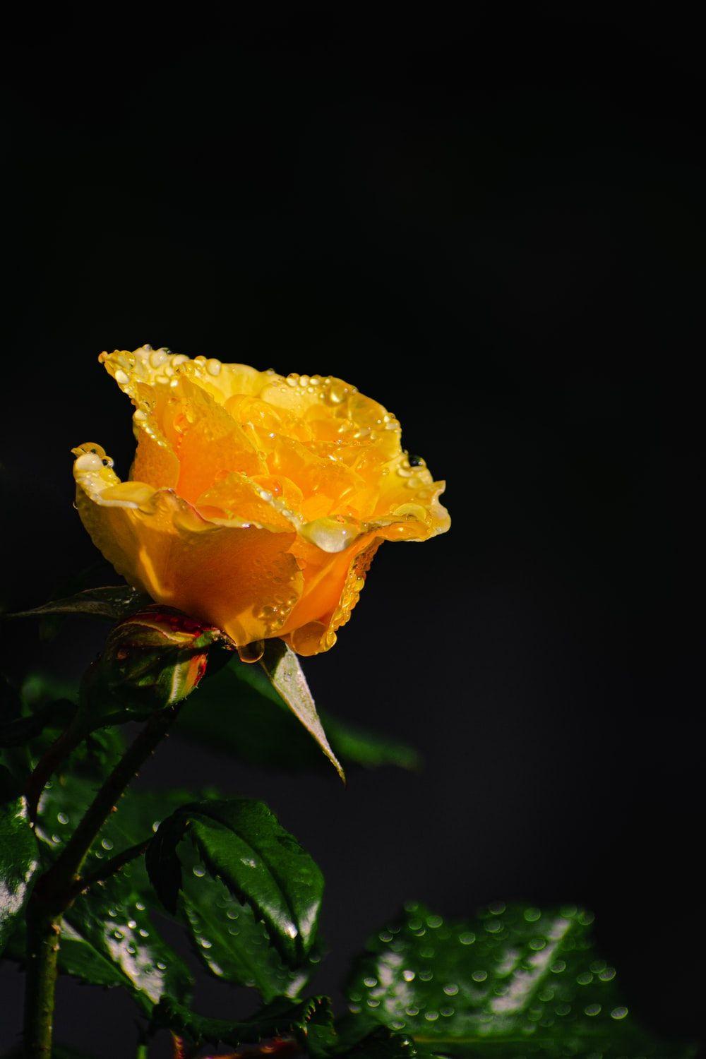 Black and Yellow Roses Wallpapers Top Free Black and Yellow Roses