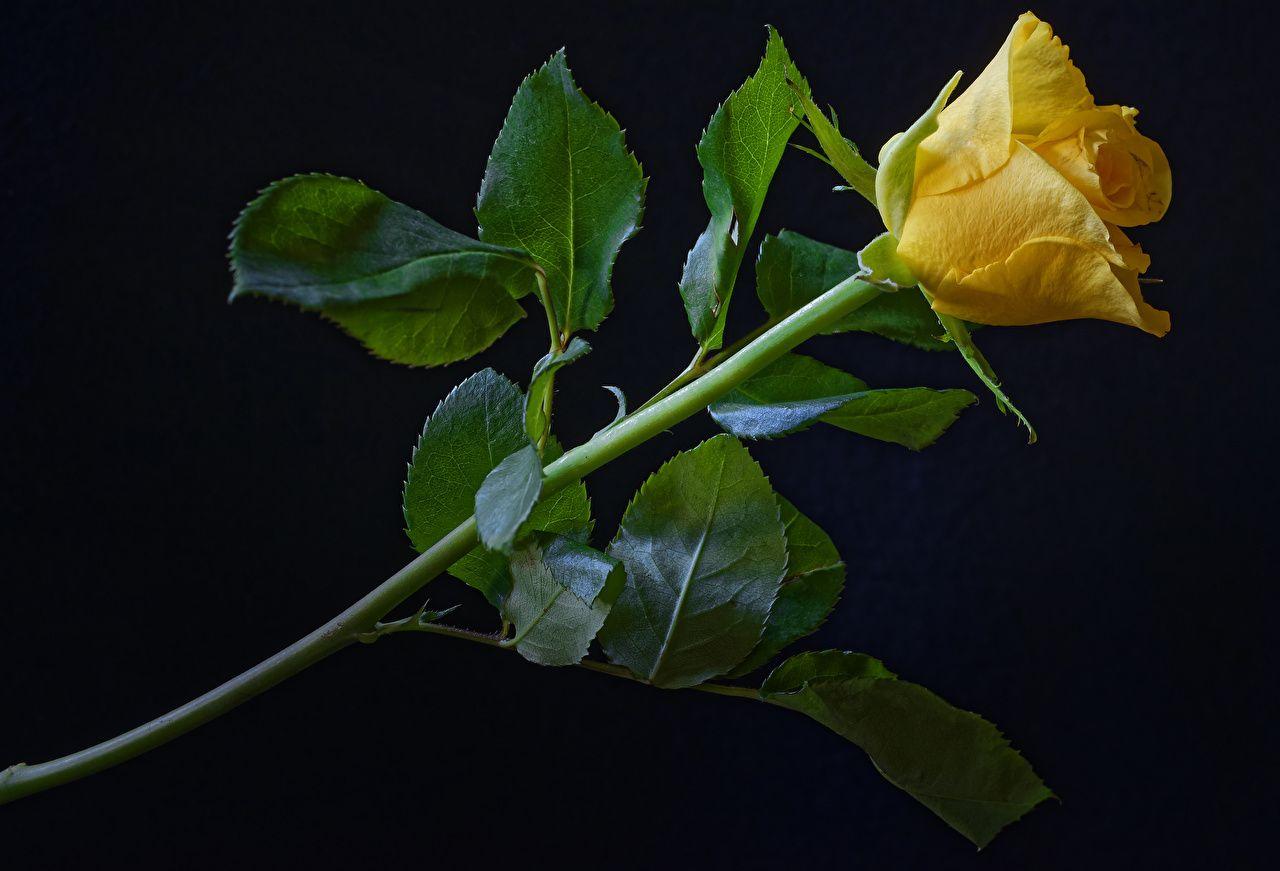 Black and Yellow Roses Wallpapers Top Free Black and Yellow Roses