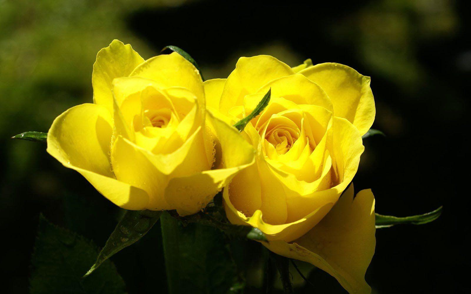 Black and Yellow Roses Wallpapers Top Free Black and Yellow Roses