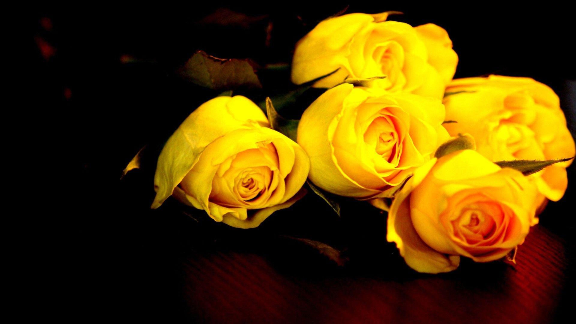 Black and Yellow Roses Wallpapers Top Free Black and Yellow Roses