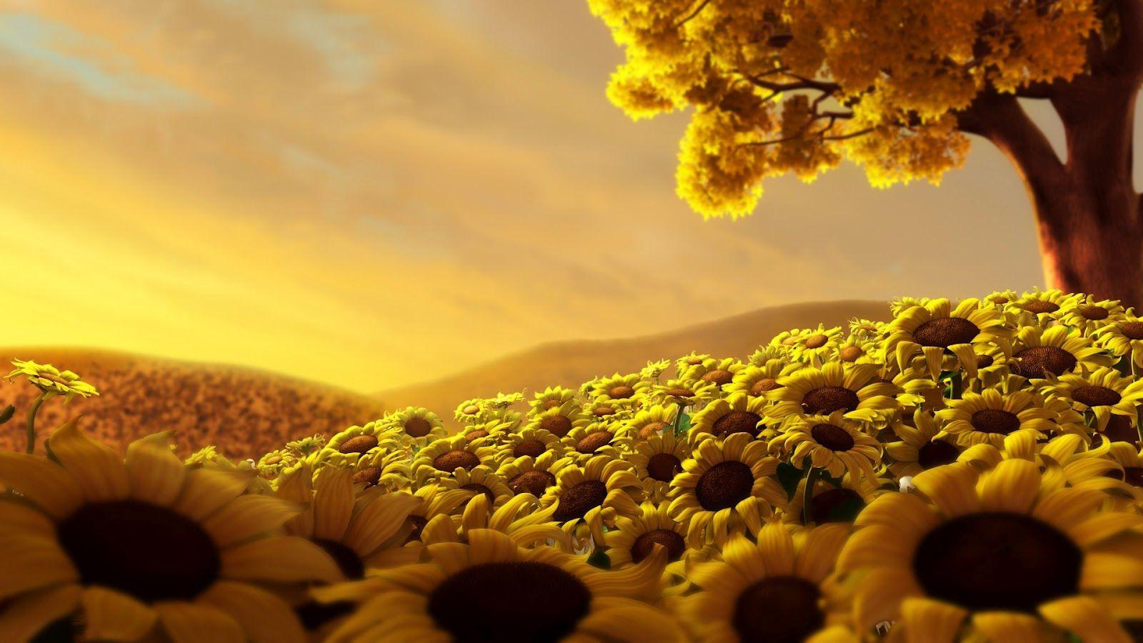 Beautiful Roses and Sunflower Wallpapers Top Free Beautiful Roses and